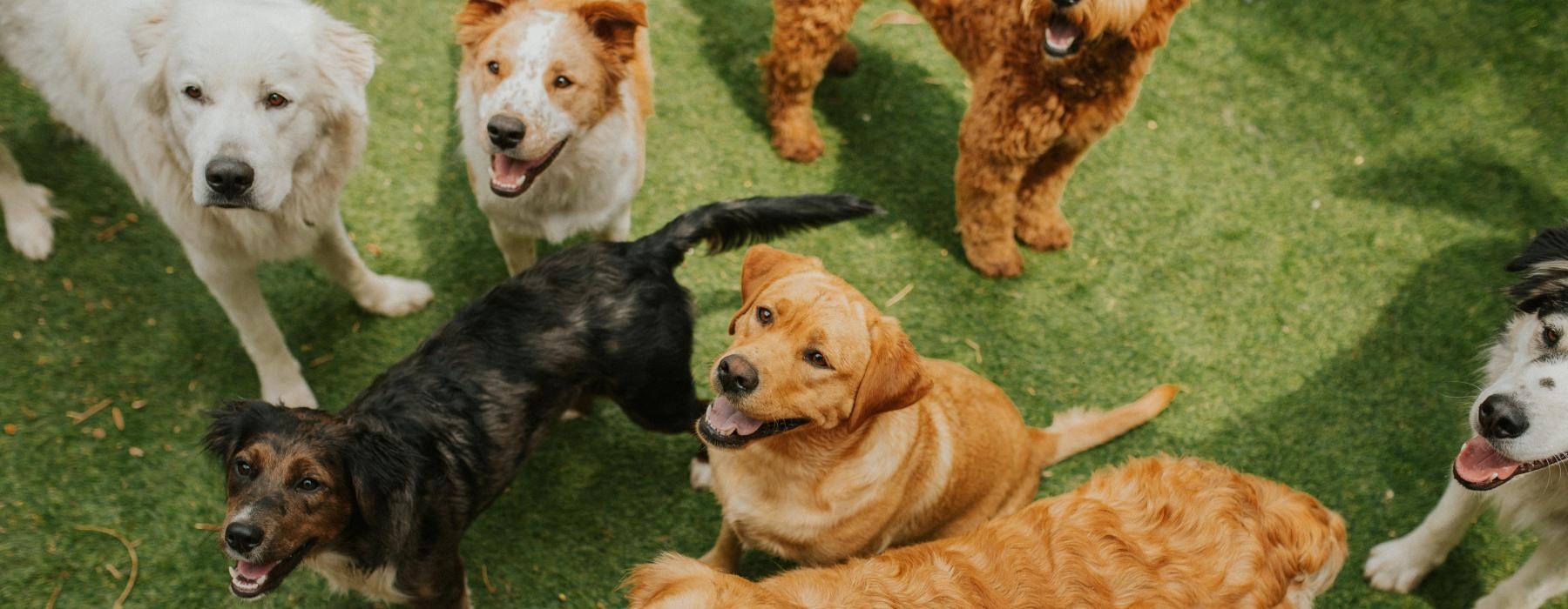 a group of dogs on grass